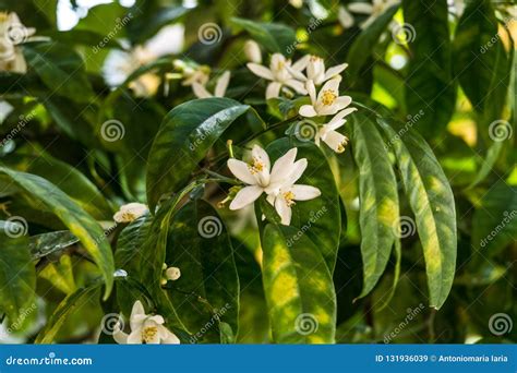 Bitter Orange Tree Flowers and Fruits Stock Image - Image of color ...