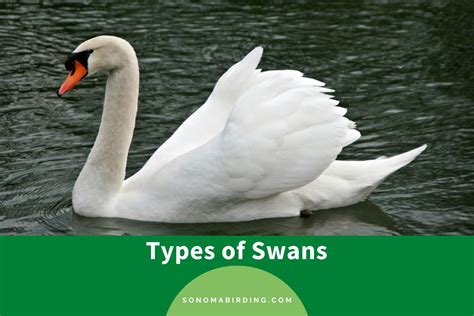 7 Types of Swans: Exploring the Beauty and Diversity - Sonoma Birding