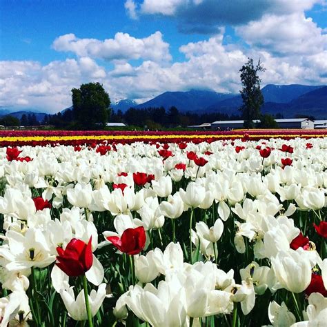 Tulip fields, Chilliwack, BC - Chayne den Ouden | Amateur Ph… | Flickr