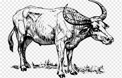 Water buffalo Drawing, design, mammal, cow Goat Family, monochrome png | PNGWing