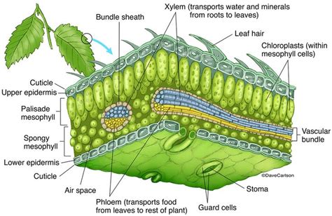 Leaf Structure photo | Biology plants, Teaching biology, Botany