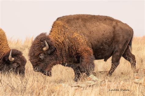 Official Oklahoma state animal | Oklahoma designated the buf… | Flickr