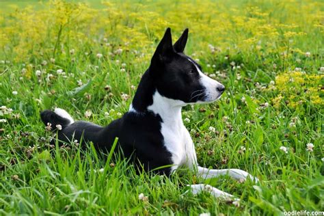 Basenji Colors Guide (with Photos) And Rare - Oodle Life