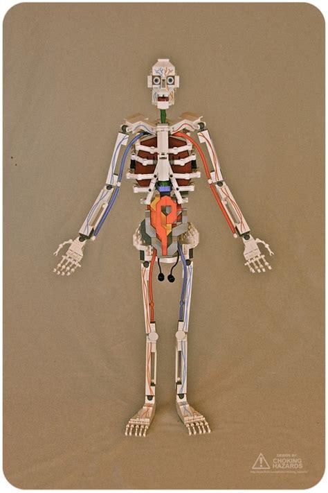 Human Anatomy in LEGO | Onelargeprawn