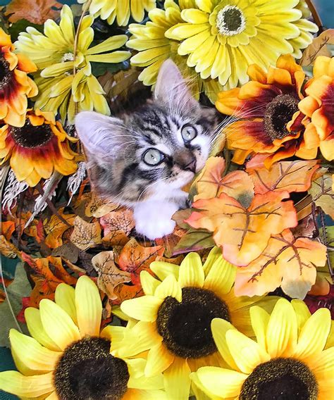 Baby Kitty Cat Munching Fall Leaves - Cute Kitten in Autumn Colors with ...