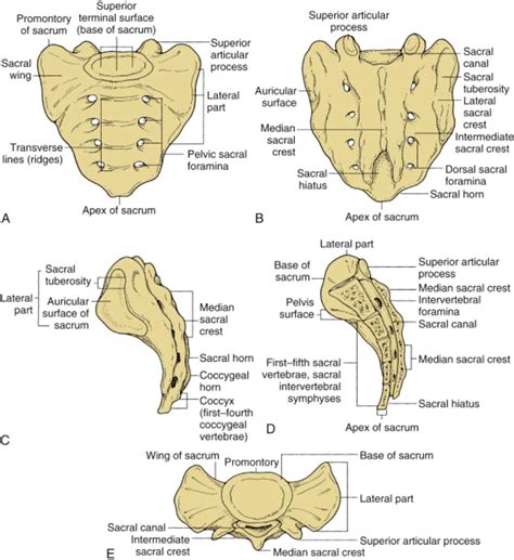 Sacral fractures in: Neurosurgical Focus Volume 37 Issue 1 (2014) Journals