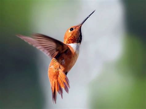 Hummingbirds In Michigan (6 Species Pictured) - Daily Birder