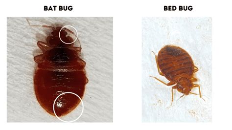 Bat Bugs Vs Bed Bugs Which One Is Worst - vrogue.co