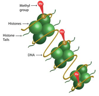 DNA Methylation | EpigenTek