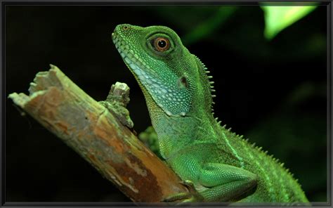 Chinese Waterdragon - lizards Photo (38586536) - Fanpop