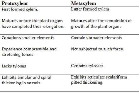 DIFFRENCE BETWEEN METAXYLEM AND PROTOXYLEM Biology Anatomy of Flowering ...