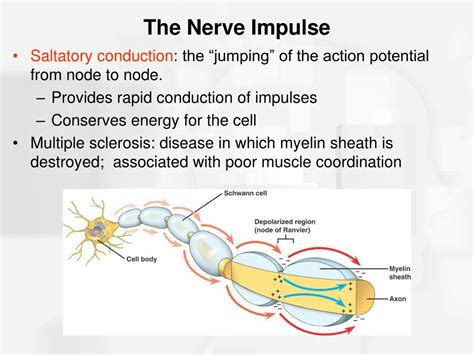 PPT - Chapter 2 Nerve Cells and Nerve Impulses PowerPoint Presentation - ID:285928