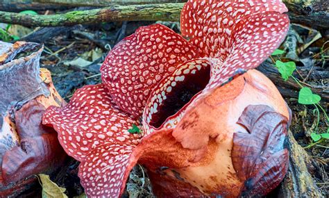 Rafflesia is the world largest flower when it bloom