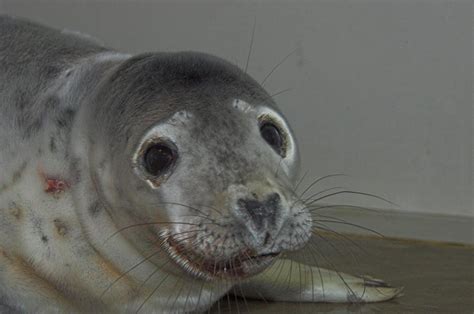 Adorable baby seal 'Snow White' rescued after concerned passer by spotted her in trouble in ...