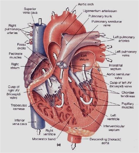 interventricular septum - Google Search | Anatomy and physiology, Medical anatomy, Human anatomy ...