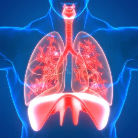 Human Internal Organs Respiratory System Lungs with Diaphragm Anatomy ...