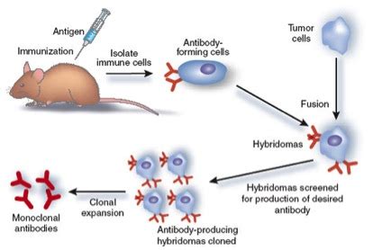 Protein Purification Methods