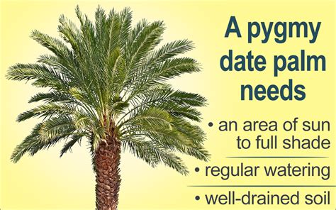 Pygmy Date Palm Care