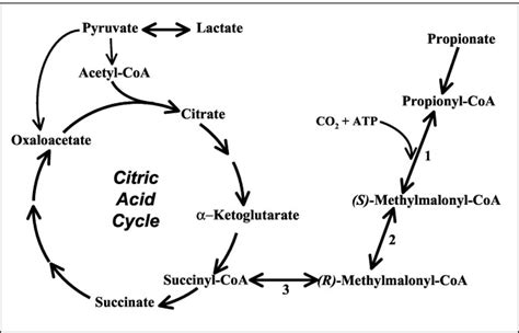 Assessing the Reversibility of the Anaplerotic Reactions of the Propionyl-CoA Pathway in Heart ...