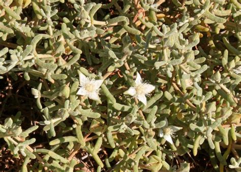 Australian Desert Plants - Aizoaceae