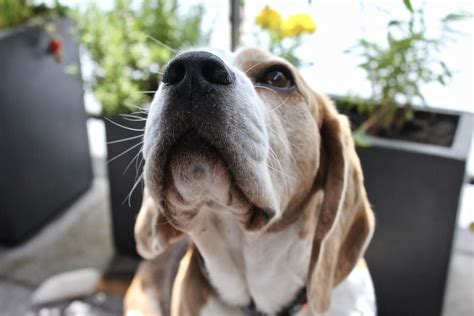 Why Do Beagles Get Ear Infections? – Modern Beagle