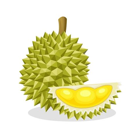 Vector illustration of durian fruit, isolated on a white background. 8826805 Vector Art at Vecteezy