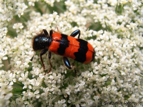 Red-Black Beetle,Cleridae - Red-Black Beetle ( Cleridae) on white flowers All rights reserved ...