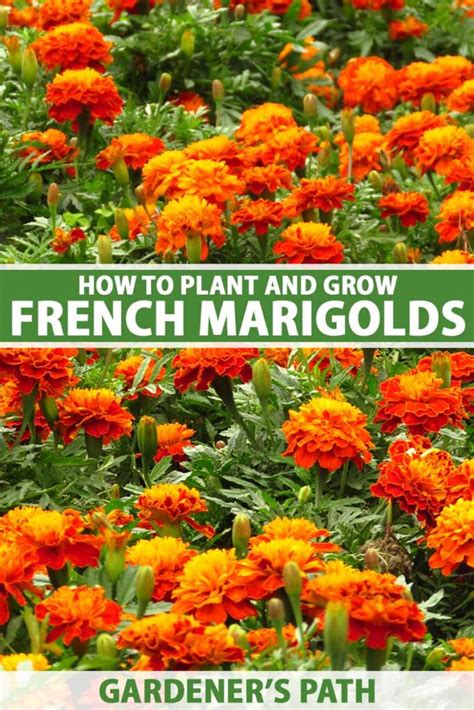 How to Grow and Care for French Marigolds | Gardener’s Path