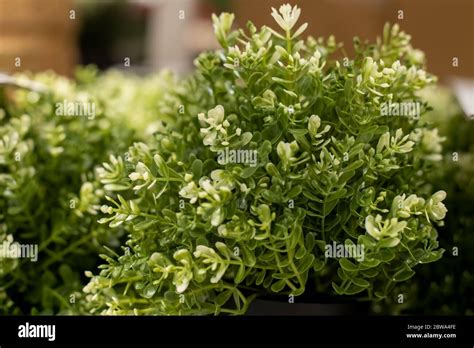 ecology concept. Close-up bush of green artificial plastic plant. soft focus, blur background ...