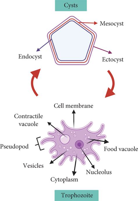 Free-living amoeba life cycle diagram. (a) Structure of the cyst,... | Download Scientific Diagram