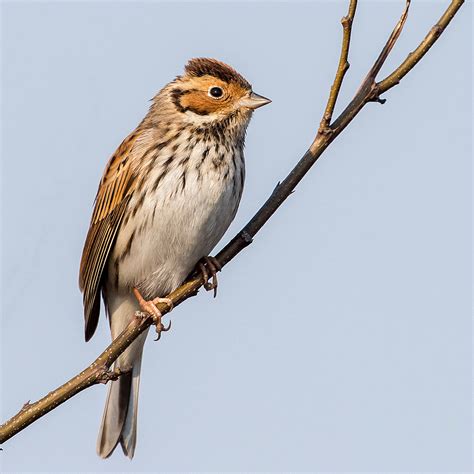 Little Bunting - Shanghai Birding 上海观鸟