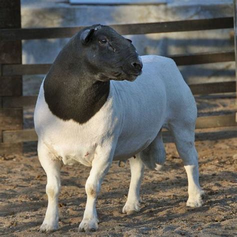 Raza ovina Dorper | Razas ovinas, Razas de borregos, Ganado ovino