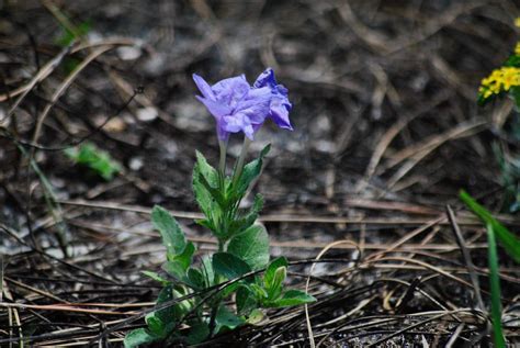 Carolina Wild Petunia