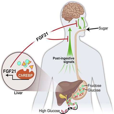 FGF21 Mediates Endocrine Control of Simple Sugar Intake and Sweet Taste Preference by the Liver ...