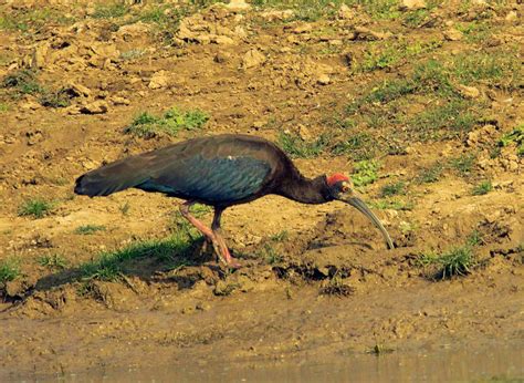 Derek Bird Brain: Wildlife Photography