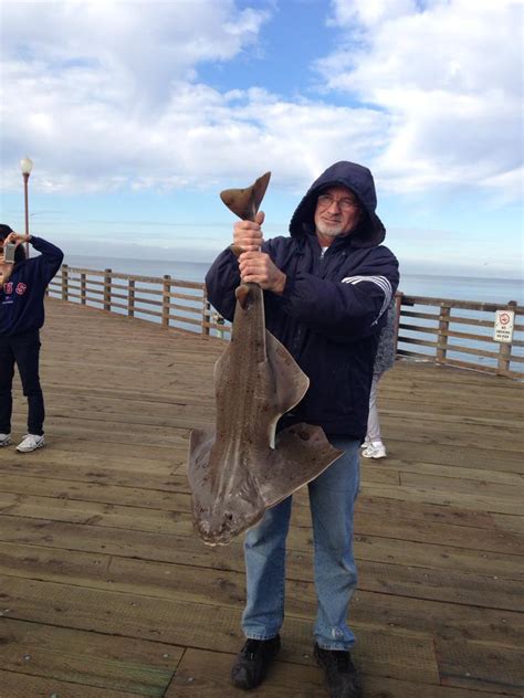 Pacific Angel Shark - Pier Fishing in California