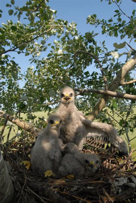 Portrait of a Young White-tailed Eagle in the Nest Stock Image - Image ...