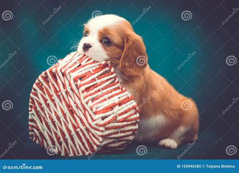 Puppy Cavalier King Charles Spaniel with a Basket in His Teeth Stock ...