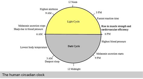 circadian clock – Club SciWri