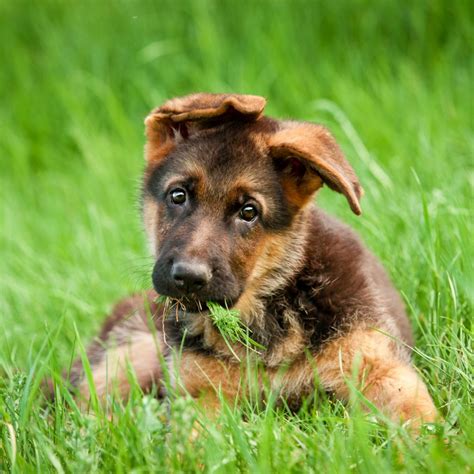 German Shepherd Puppy Ear Stages | German Shepherd Dog HQ