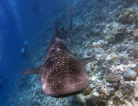 Scuba Diving with Whale Shark in the Maldives! | Scuba diving, Scuba, Maldives