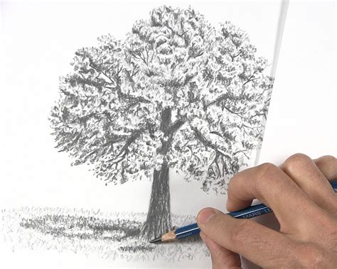 How to Draw a Tree with Leaves - Let's Draw Today