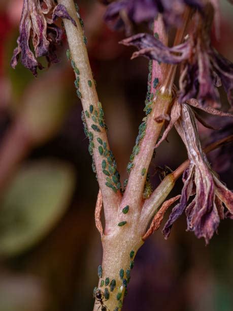 60+ Aphid Infestation Indoor Plants Stock Photos, Pictures & Royalty ...