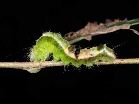 Maryland Biodiversity Project - Witch Hazel Dagger Moth (Acronicta hamamelis)