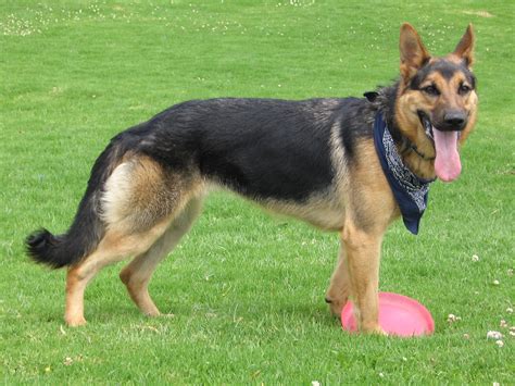 File:German Shepherd Dog with disc.jpg - 維基百科，自由嘅百科全書