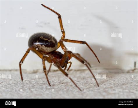 False widow spider, uk hi-res stock photography and images - Alamy