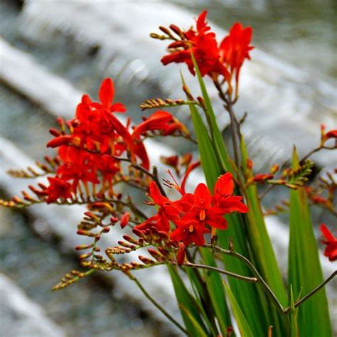 Crocosmia 'Lucifer' Bulbs | PlantsRoses