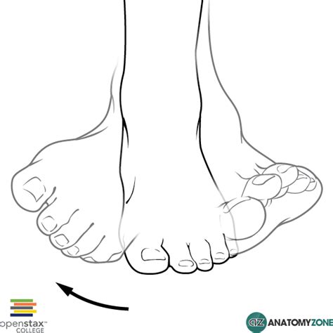 Inversion of the Foot - AnatomyZone