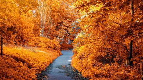 Autumn Trees HD Wallpapers - Wallpaper Cave