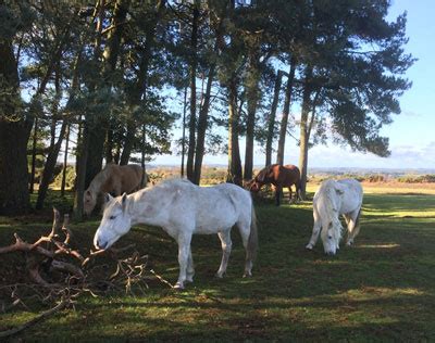 History of the New Forest Pony - New Forest Pony & Cattle Breeding